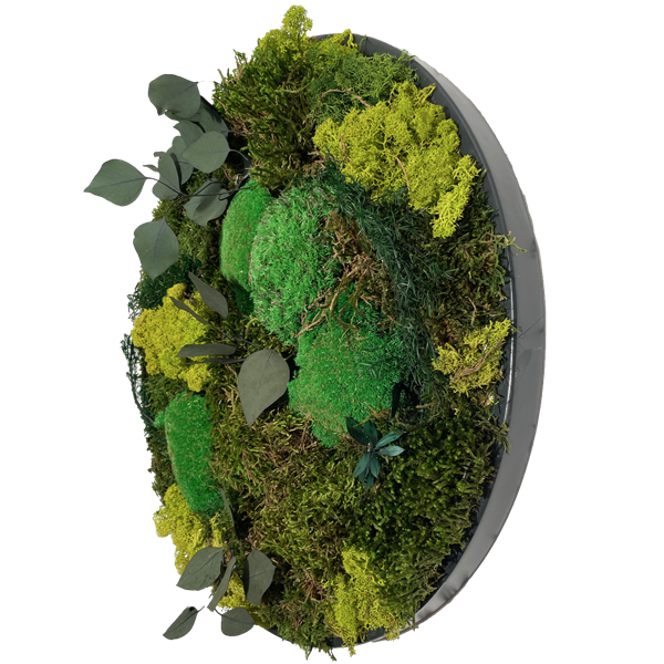 Picture of Circular Moss Frame