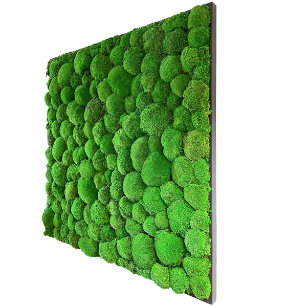 Picture of Square Moss Frame